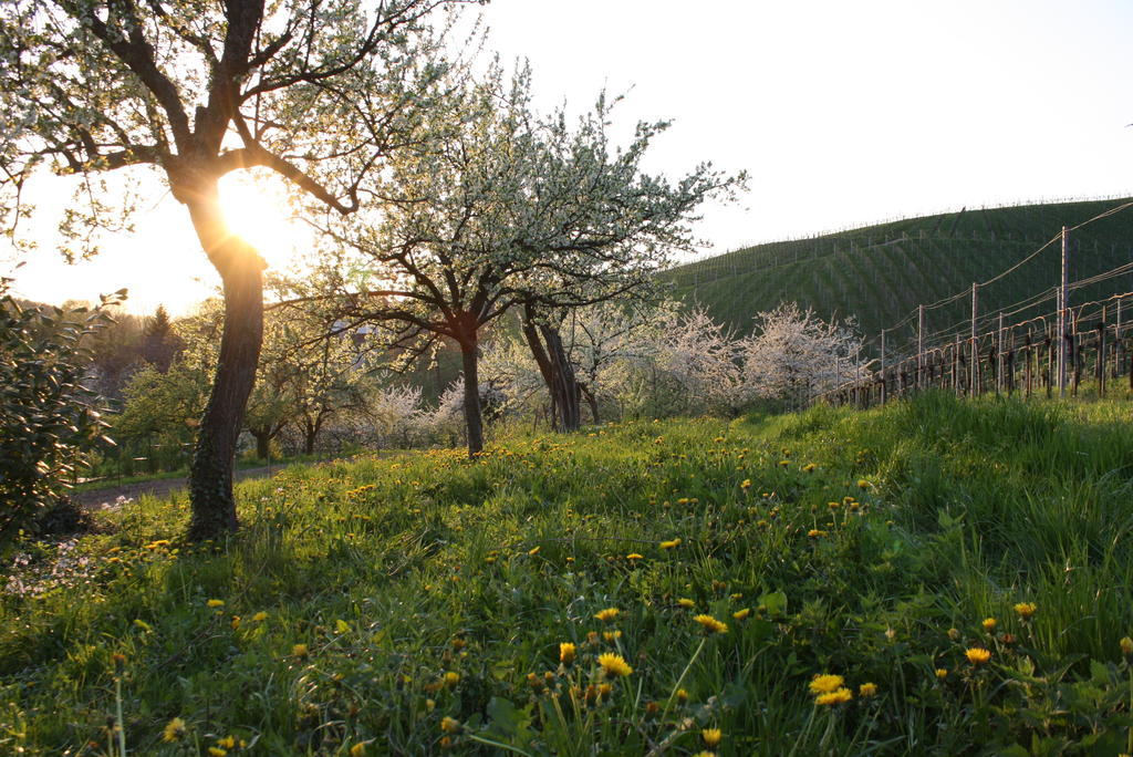 Pension Am Weinberg Sasbachwalden Luaran gambar